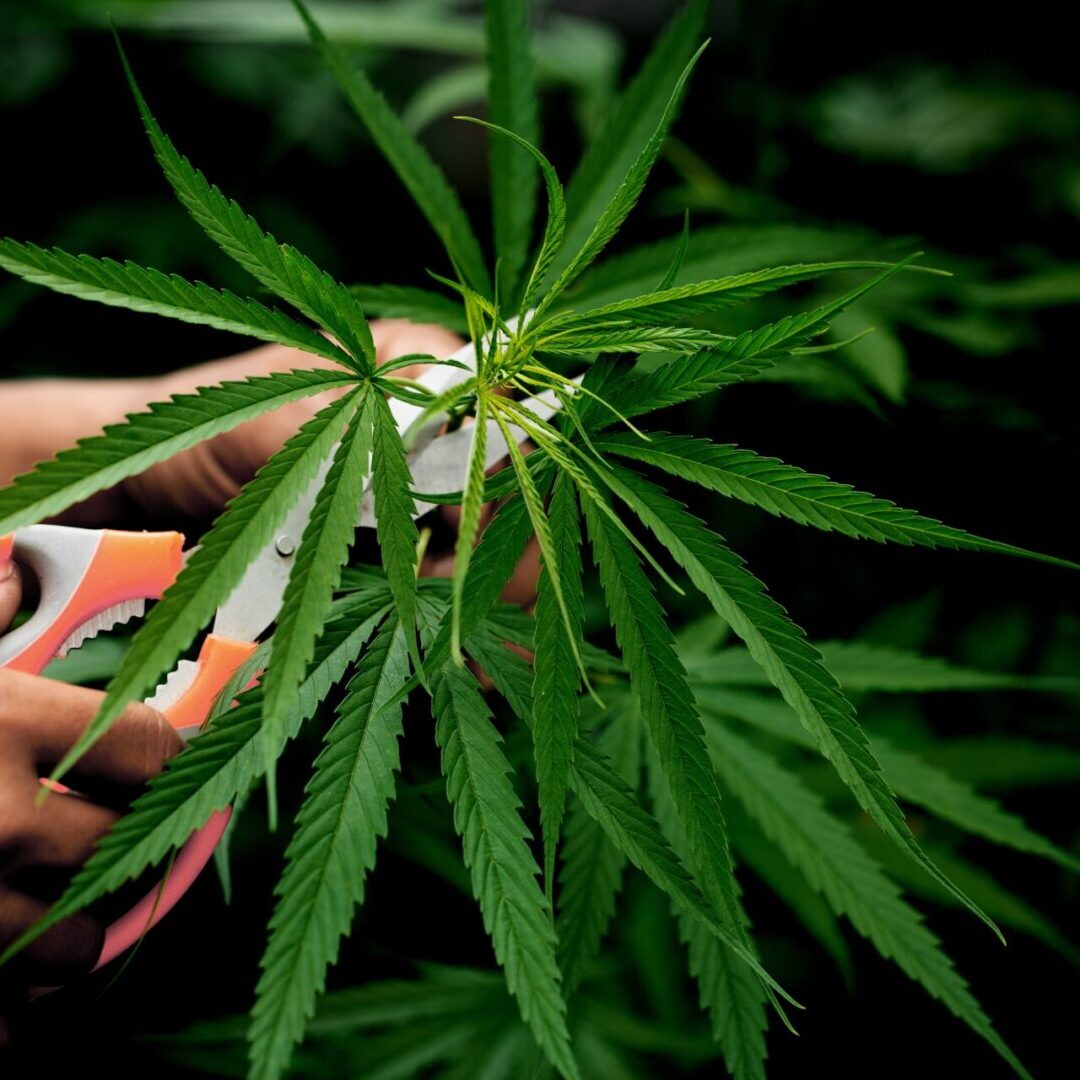 cutting-cannabis-leaves-holding-by-hand